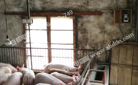 豬舍養豬保溫電地暖